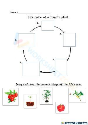 Life cycle of a tomato plant 1