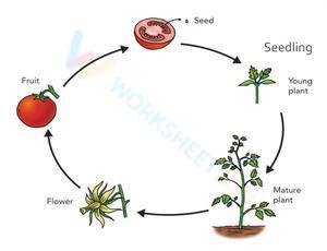 Life cycle of a tomato plant 2