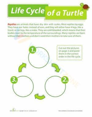 Life cycle of a turtle
