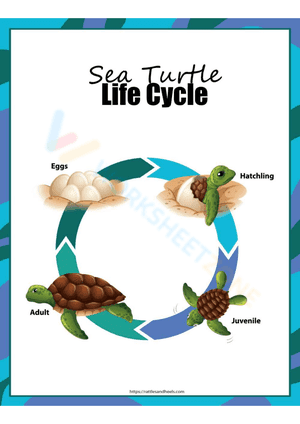 Sea turtle life cycle 1