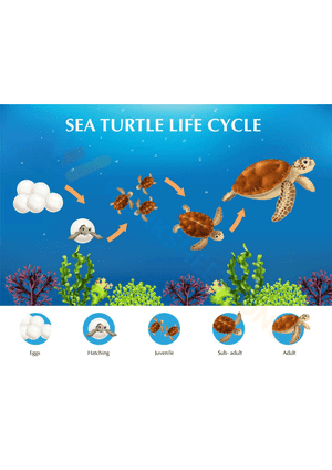 Sea turtle life cycle 2