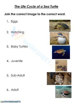 The life cycle of a sea turtle 1