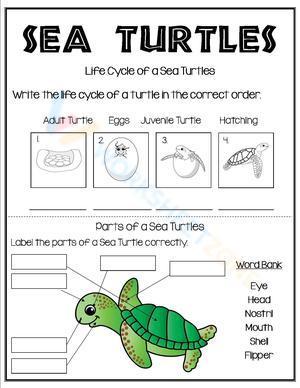 The life cycle of a sea turtle 2