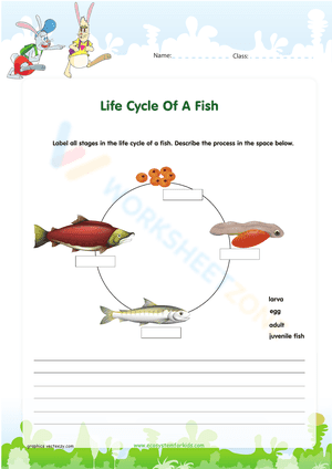 Life Cycle Of A Fish 1