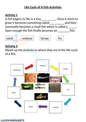 Life Cycle Of A Fish Activity