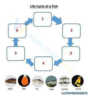 Life Cycle Of A Fish 3