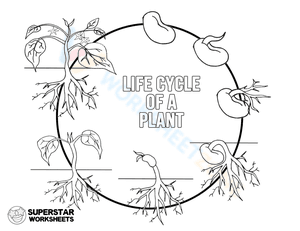Life cycle of a plant 1