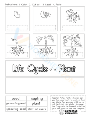 Life cycle of a plant 2