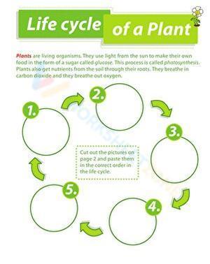 Life cycle of a plant 3