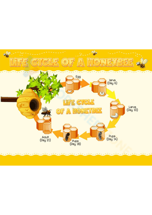Life cycle of a honeybee 1