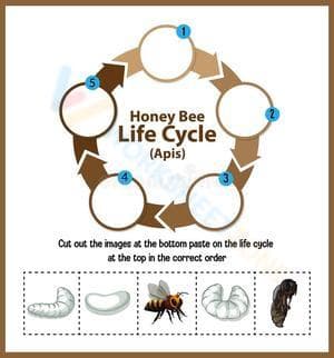 Honeybee life cycle 1