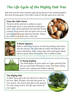 The life cycle of the mighty oak tree