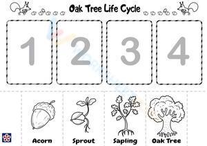 Oak tree life cycle