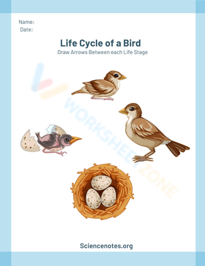Life cycle of a bird 2