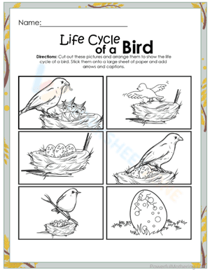 Life cycle of a bird 4
