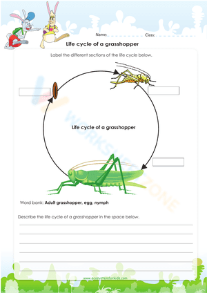 Life cycle of a grasshopper 1