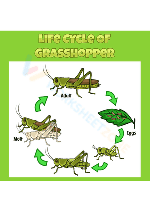 Life cycle of a grasshopper 2