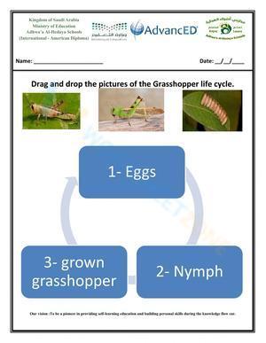 Life cycle of a grasshopper 3