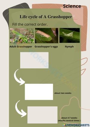 Life cycle of a grasshopper 4