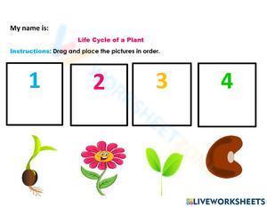Life cycle of a plant