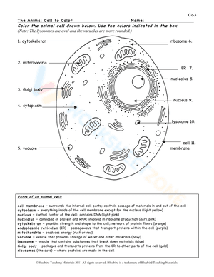 The animal cell to color