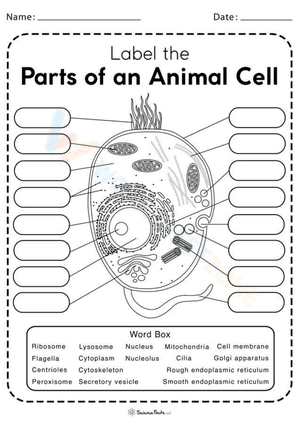 Parts of an animal cell