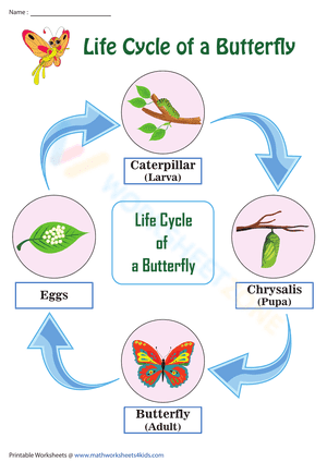 Life Cycle of a Butterfly 1