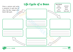 Life Cycle of a Bean 3