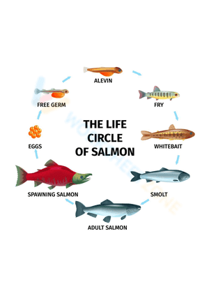 The life circle of salmon