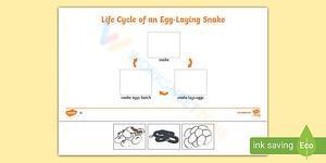 Life cycle of an egg-laying snake 3