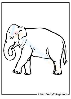 An old elephant