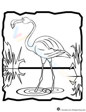 Flamingo walking in water