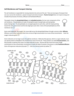 Cell Membrane and Transport Coloring