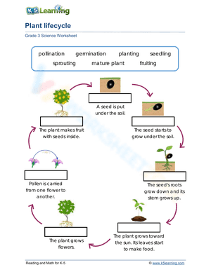 Plant lifecycle