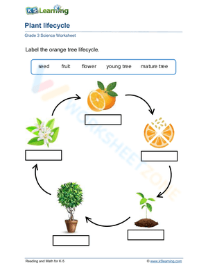 Lifecycle of plant