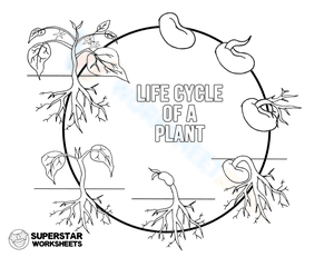 Plant LifeCycle Coloring