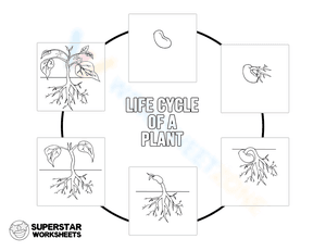 Life cycle of a plant