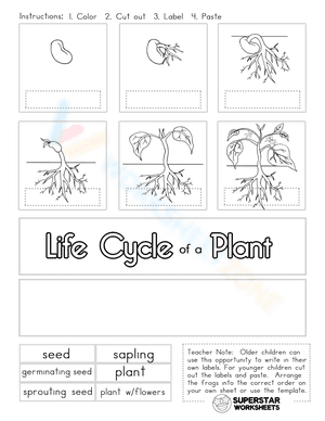 Plant lifecycle cut and paste