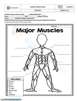 Major muscles