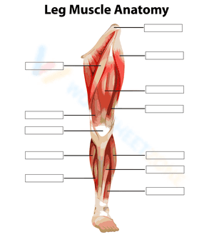 Leg muscles anatony