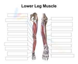 Lower legs muscle