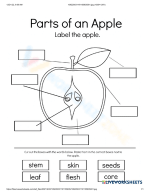 Label the apple