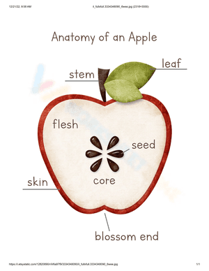 Anatomy of an apple