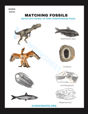 Matching Fossil Worksheet