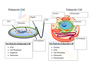Prokaryote and eukaryote cells worksheet