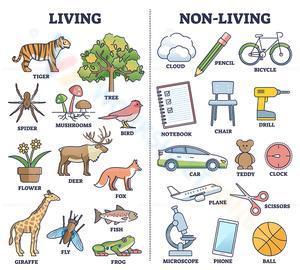 Living and non-living examples