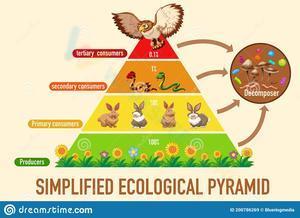 Ecological pyramid illustration