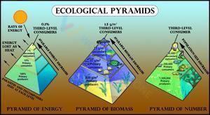 Ecological pyramids 2