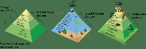 Ecological pyramids 