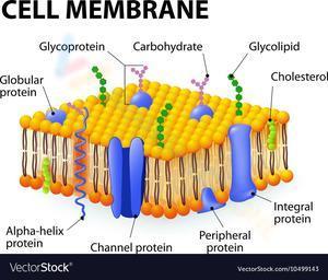 Cell Membrane 3
